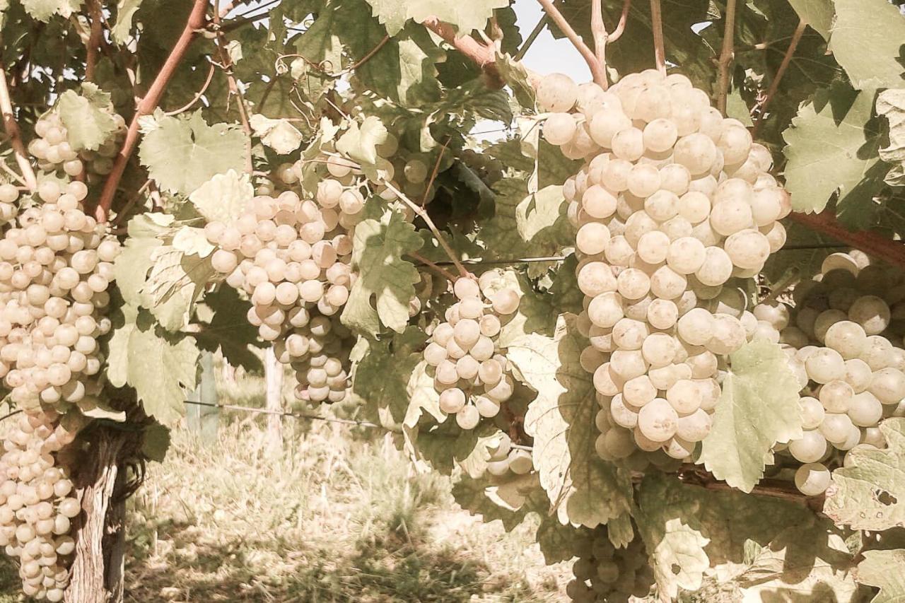 Ferienwohnung Am Weingut Eisenbock Strass  외부 사진